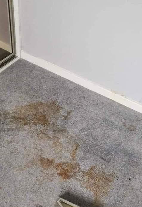 Grey carpet with a large brown stain near the skirting board